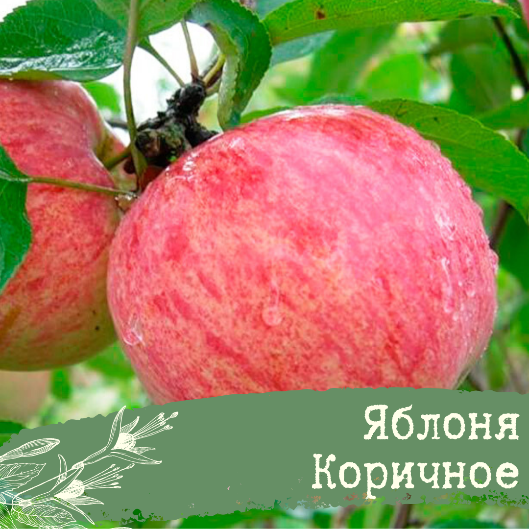 Мелба красная яблоня описание. Штрифель яблоня. Сорт яблони Штрифель. Яблоня коричное полосатое. Яблоня Штрифель осеннее полосатое.