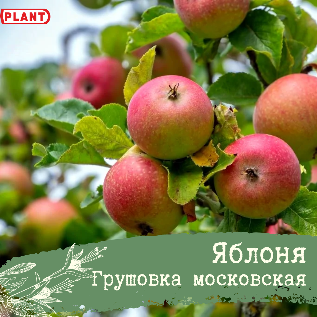 Московская грушовка яблоня фото и описание