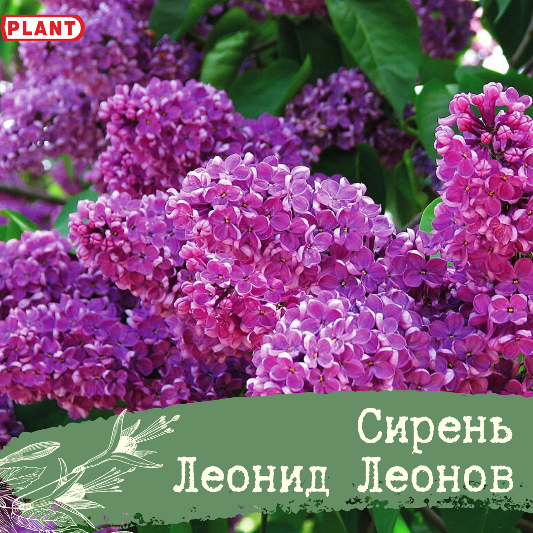 Сирень "Леонид Леонов" / Syringa vulgaris "Leonid Leonov" - Купить саженцы сирен