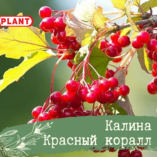 Калина красный коралл